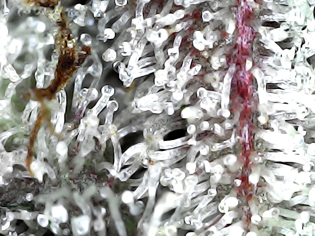 Killer Cake Haze - Image 2