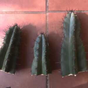 Mystery Black Thorned Cereus