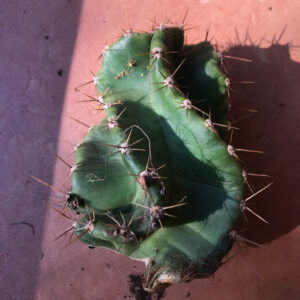 Cereus Forbesii Spiralis