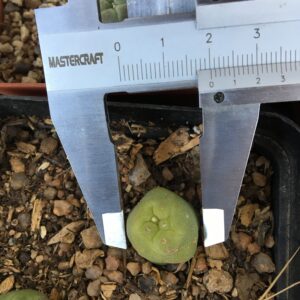 Lophophora Diffusa aka false peyote